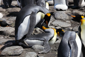 Successful King Penguin Copulation