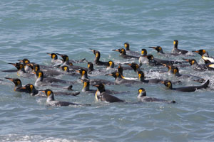 Raft of King Penguins