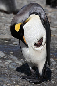King Penguin with Seal Bite Injury