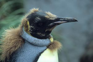 King Penguin Collar
