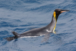 King Penguin Resting At Surface