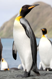 King Penguin, Sandy Bay, Macquarie