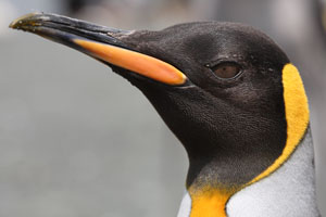 King Penguin Portrait, Macquarie Island