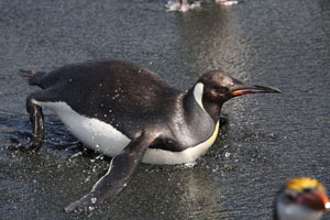 King Penguin Landing