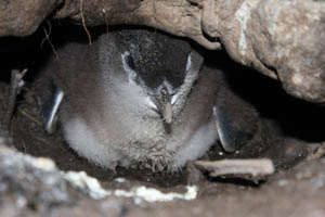 Little Penguin chick in nest burrow