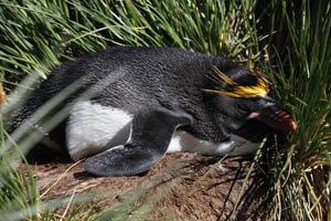 Macaroni Penguin Incubating in Prone Position