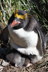 Macaroni Penguin with Chick