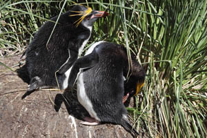 Preening Macaroni Penguin at Nest