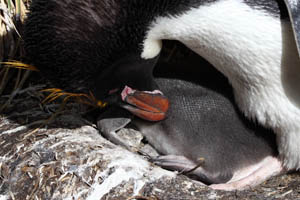Macaroni Penguin with Chick