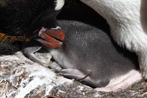 Macaroni Penguin Preening Chick
