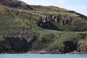 Cooper Bay Macaroni Penguin Colony