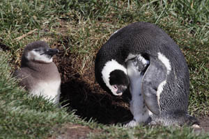 Magellanic Penguin preening with chick
