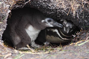 Magellanic Penguin Nest with large chick