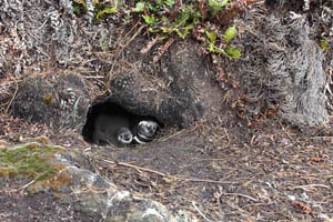 Magellanic Penguin Nest