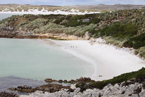 Gypsy Cove Magellanic Penguin Colony, Falklands