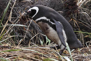 Magellanic Penguin collecting nest material