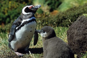 Magellanic Penguin with Chick