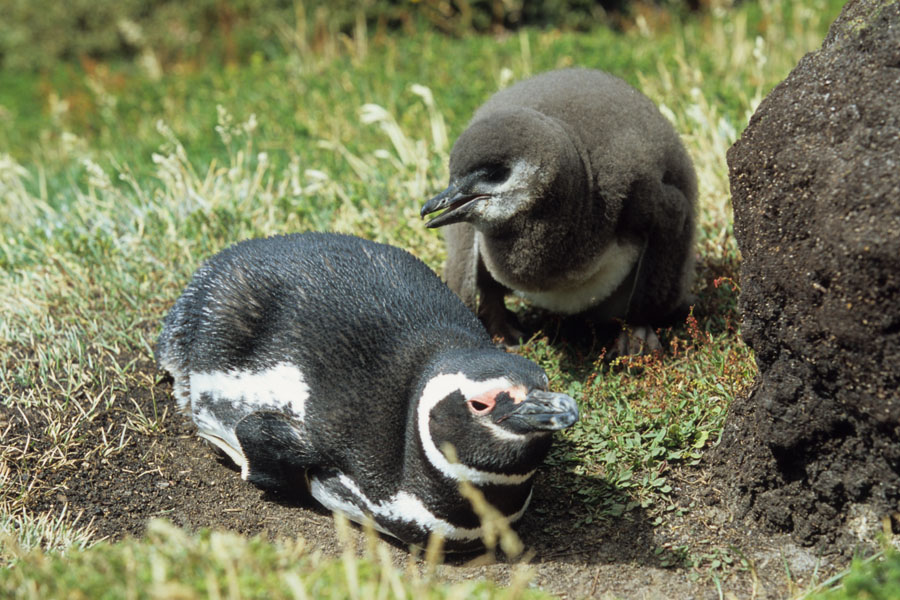 Magelanic Penguin with Chick