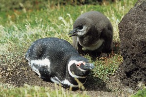 Large Magellanic Penguin Chick with Adult