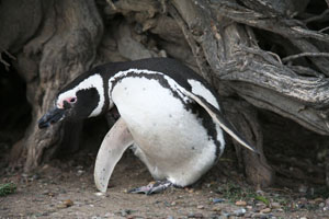 Magellanic Penguin Scratching Head with Foot