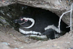 Magellanic Penguin incubating egg