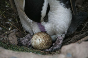 Magellanic Penguin with eggs. Note brood patch