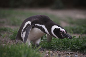Magellanic Penguin Aggressive Posture