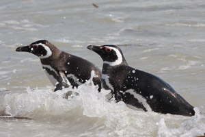 Magellanic Penguins Landing