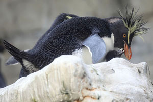 Northern Rockhopper Penguin with Begging Chick, Vienna Schönbrunn Zoo