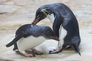 Adult bullying Juvenile, Northern Rockhopper Penguins, Vienna Schönbrunn Zoo