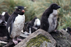 Rockhopper Penguin with chick