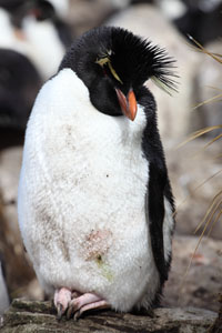 Rockhopper Penguin roosting