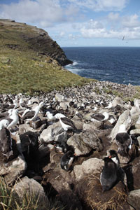 Rockhopper Penguin colony west point