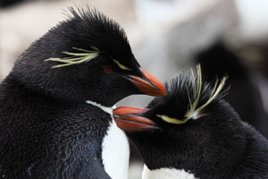 Rockhopper Penguins allopreening