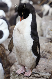 Rockhopper Penguin preening
