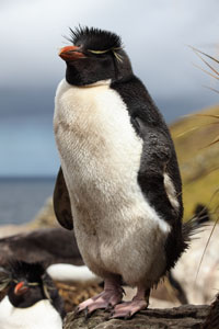 Rockhopper Penguin Roosting