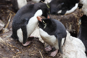 Rockhopper Penguins allopreening