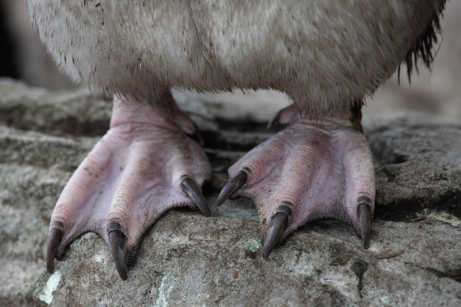 Rockhopper Penguin Feet Claws