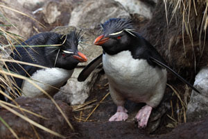 Rockhopper Penguin Couple