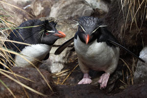 Pair of Rockhopper Penguins
