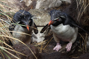 Rockhopper Penguin Pair