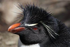 Rockhopper Penguin portrait