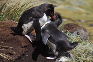 Rockhopper Penguins courtship