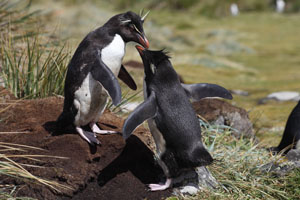 Rockhopper Penguins Courtship
