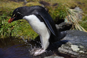 Rockhopper Penguin jumping