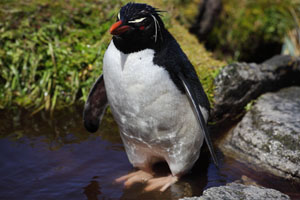 Rockhopper Penguin in river
