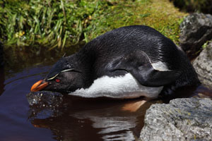 Rockhopper Penguin drinking in river