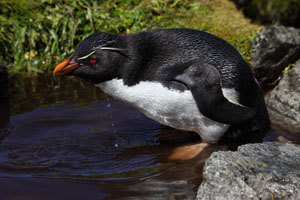 Rockhopper Penguin drinking fresh water
