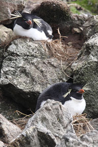 Nesting Eastern Rockhopper Penguins