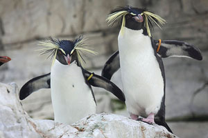 Northern Rockhopper Penguins, Vienna Zoo